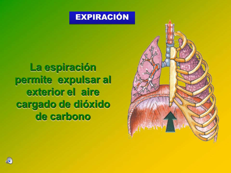 EXPIRACIÓN La espiración permite expulsar al exterior el aire cargado de dióxido de carbono