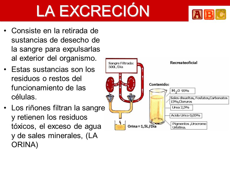 LA EXCRECIÓN Consiste en la retirada de sustancias de desecho de la sangre para expulsarlas al exterior del organismo.