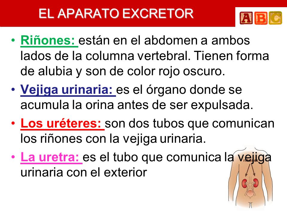 EL APARATO EXCRETOR Riñones: están en el abdomen a ambos lados de la columna vertebral. Tienen forma de alubia y son de color rojo oscuro.