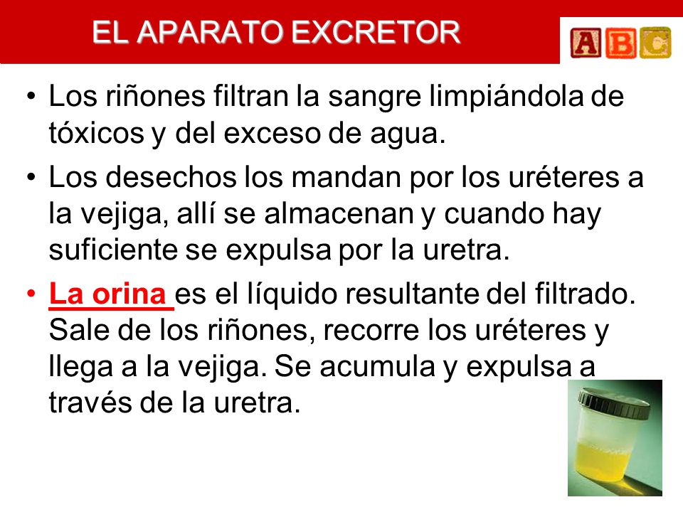 EL APARATO EXCRETOR Los riñones filtran la sangre limpiándola de tóxicos y del exceso de agua.