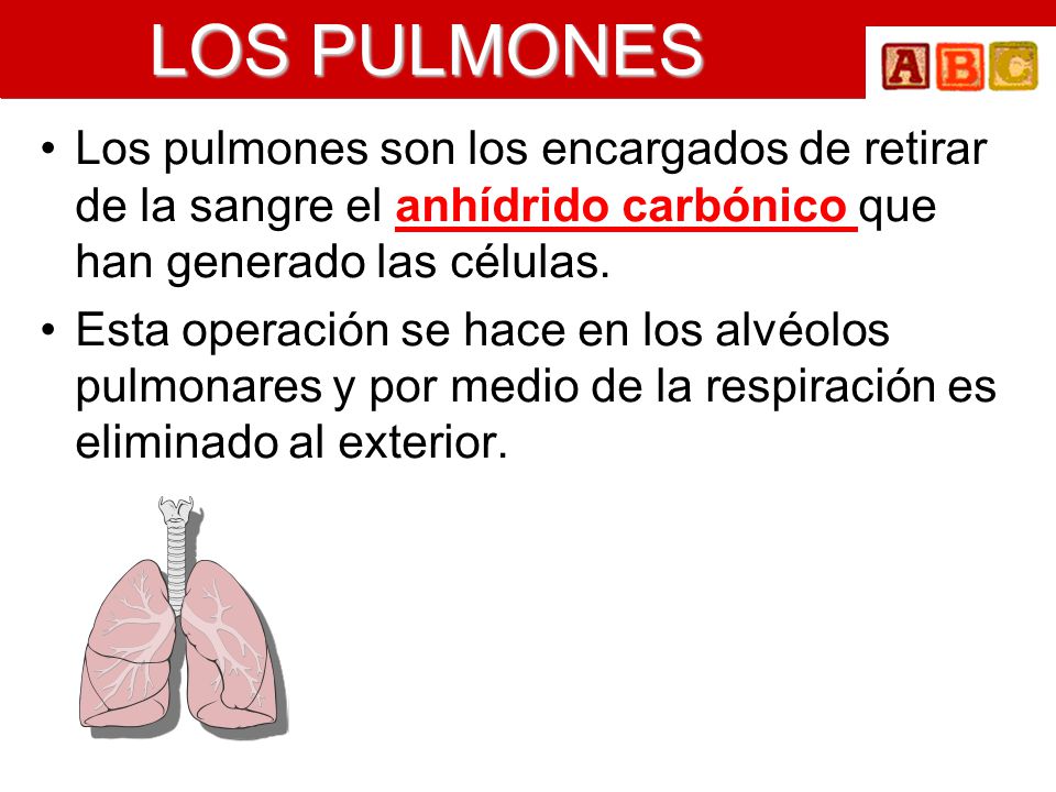 LOS PULMONES Los pulmones son los encargados de retirar de la sangre el anhídrido carbónico que han generado las células.