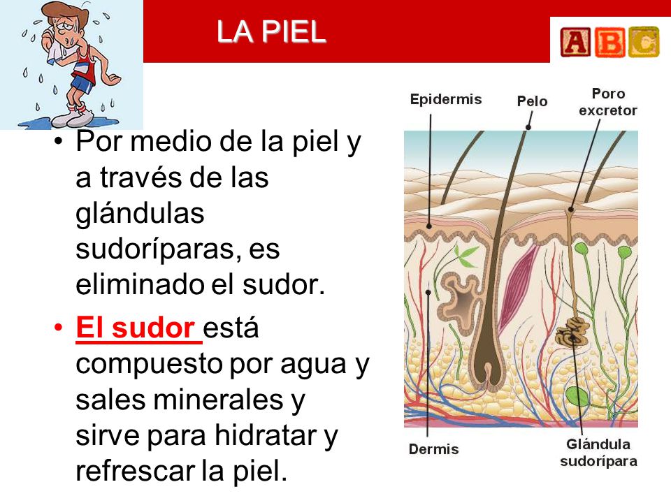 LA PIEL Por medio de la piel y a través de las glándulas sudoríparas, es eliminado el sudor.
