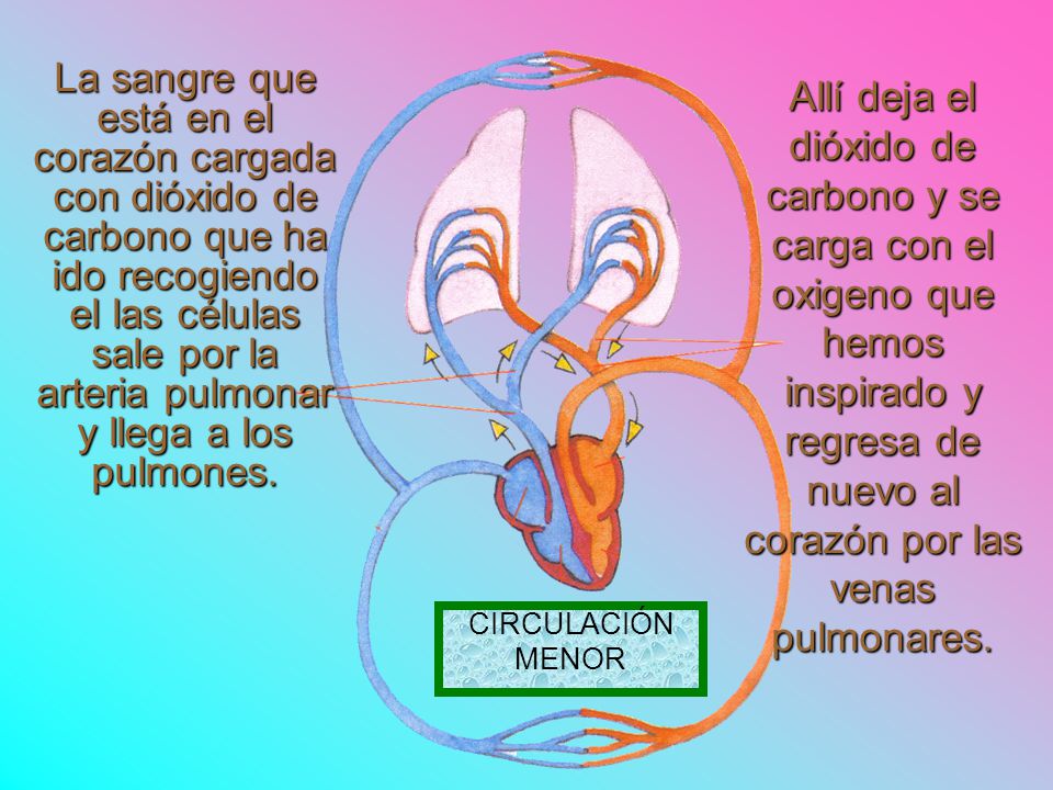 La sangre que está en el corazón cargada con dióxido de carbono que ha ido recogiendo el las células sale por la arteria pulmonar y llega a los pulmones.