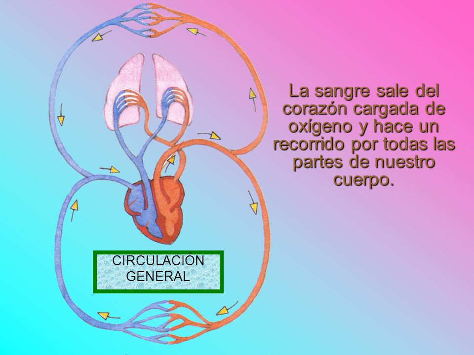 La sangre sale del corazón cargada de oxígeno y hace un recorrido por todas las partes de nuestro cuerpo.