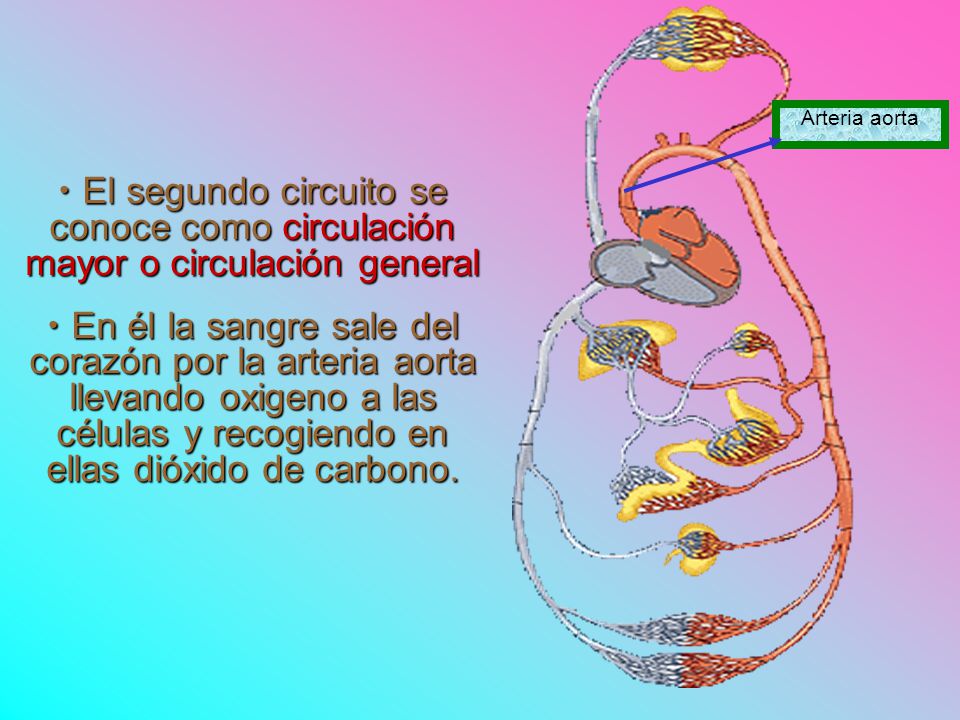 Arteria aorta El segundo circuito se conoce como circulación mayor o circulación general.
