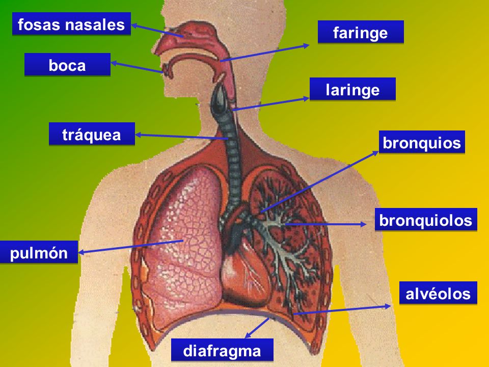 fosas nasales faringe boca laringe tráquea bronquios bronquiolos pulmón alvéolos diafragma