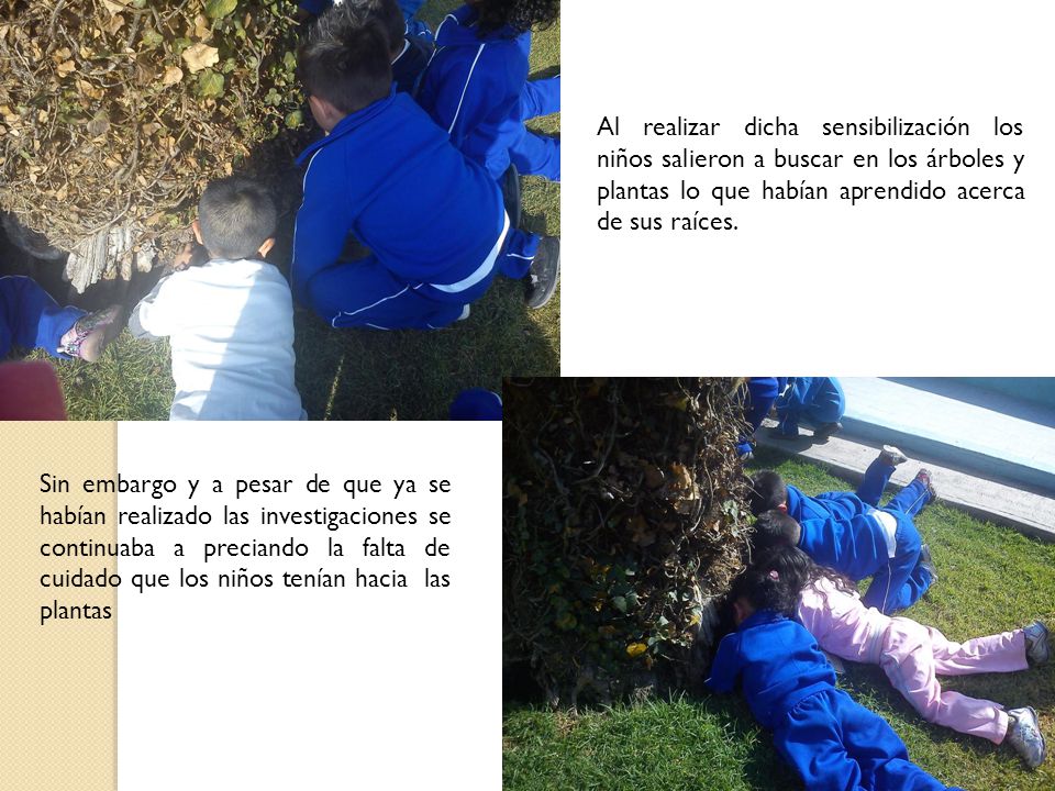 Al realizar dicha sensibilización los niños salieron a buscar en los árboles y plantas lo que habían aprendido acerca de sus raíces.
