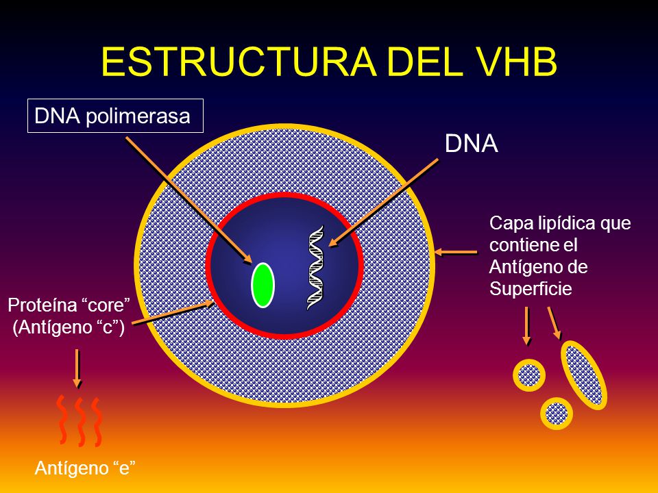 Proteína core (Antígeno c )