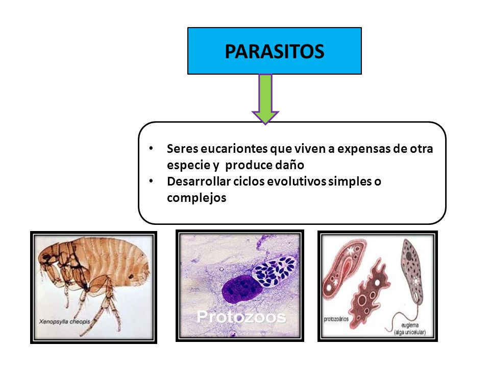 PARASITOS Seres eucariontes que viven a expensas de otra especie y produce daño.