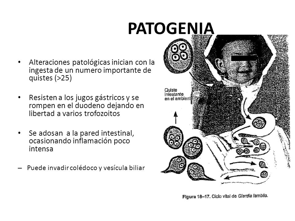PATOGENIA Alteraciones patológicas inician con la ingesta de un numero importante de quistes (>25)