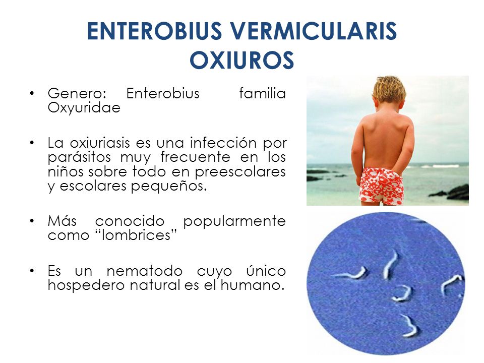 Enterobius vermicularis hospedero intermediario. Enterobius vermicularis huesped Свежие комментарии