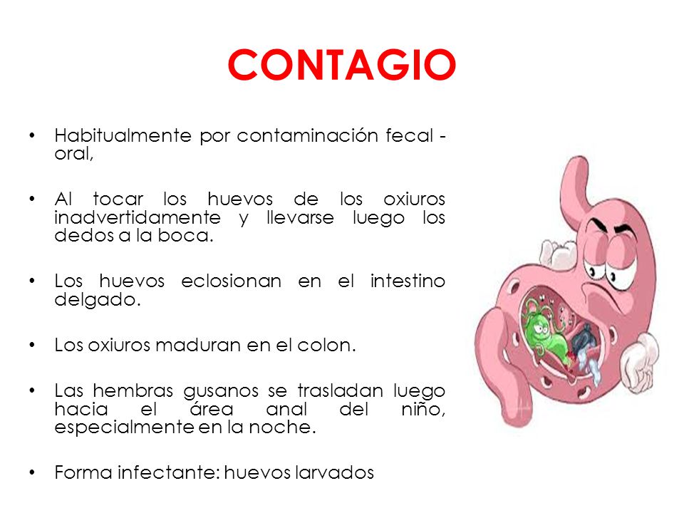 Oxiuros donde se encuentran, Enterobius vermicularis donde se encuentra - stmoriz.ro