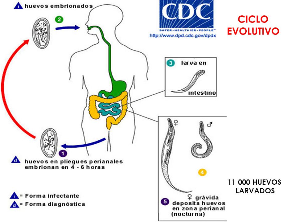 Oxiuros ciclo de vida cdc. Tratamiento para oxiuros con albendazol