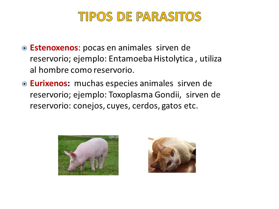 TIPOS DE PARASITOS Estenoxenos: pocas en animales sirven de reservorio; ejemplo: Entamoeba Histolytica , utiliza al hombre como reservorio.