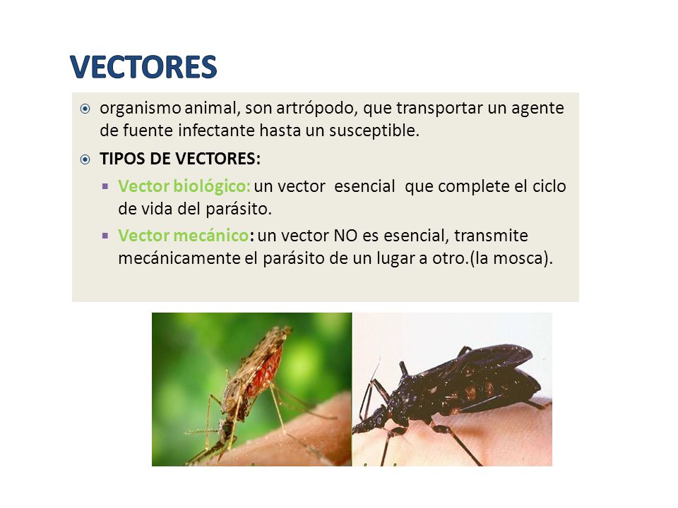 VECTORES organismo animal, son artrópodo, que transportar un agente de fuente infectante hasta un susceptible.