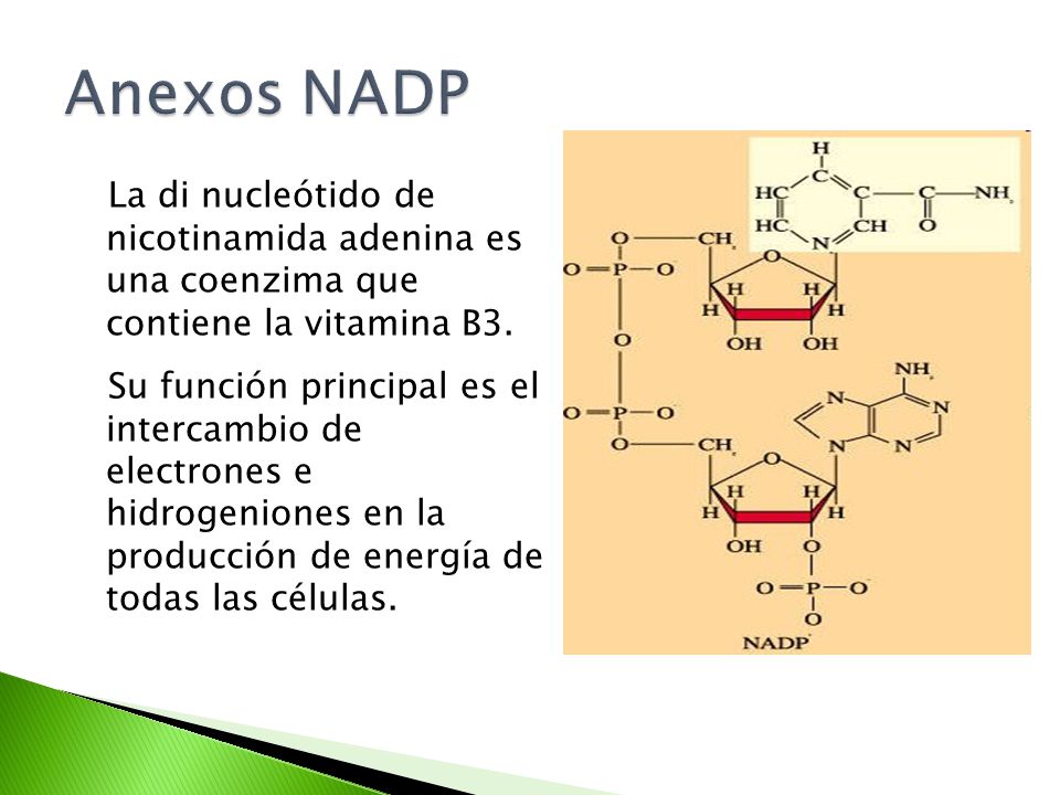 Anexos NADP La di nucleótido de nicotinamida adenina es una coenzima que contiene la vitamina B3.