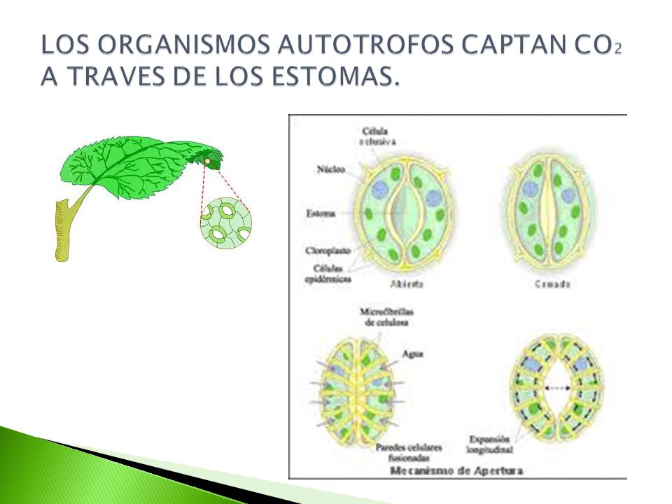 LOS ORGANISMOS AUTOTROFOS CAPTAN CO2 A TRAVES DE LOS ESTOMAS.