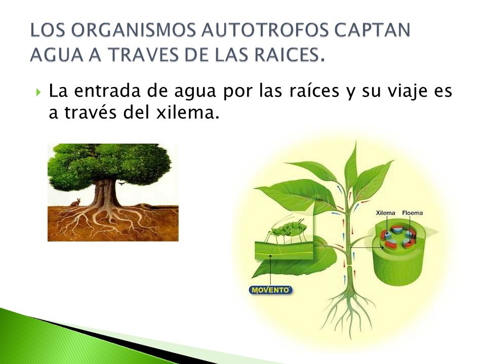 LOS ORGANISMOS AUTOTROFOS CAPTAN AGUA A TRAVES DE LAS RAICES.
