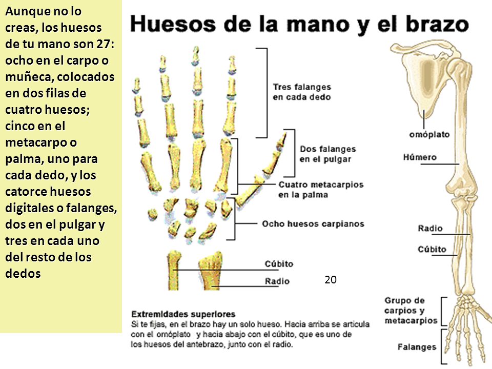 Aunque no lo creas, los huesos de tu mano son 27: ocho en el carpo o muñeca, colocados en dos filas de cuatro huesos; cinco en el metacarpo o palma, uno para cada dedo, y los catorce huesos digitales o falanges, dos en el pulgar y tres en cada uno del resto de los dedos