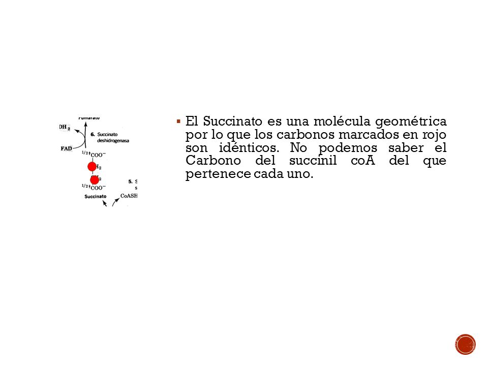 El Succinato es una molécula geométrica por lo que los carbonos marcados en rojo son idénticos.