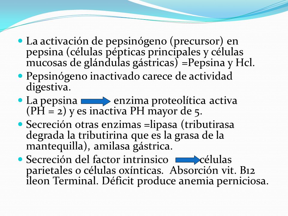 La activación de pepsinógeno (precursor) en pepsina (células pépticas principales y células mucosas de glándulas gástricas) =Pepsina y Hcl.