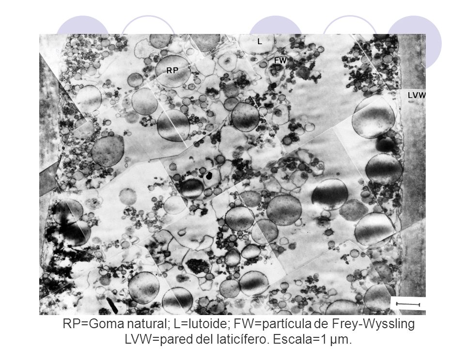 RP=Goma natural; L=lutoide; FW=partícula de Frey-Wyssling LVW=pared del laticífero. Escala=1 µm.
