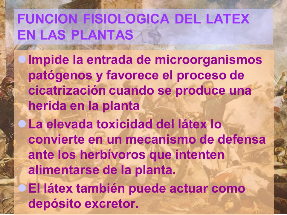 FUNCION FISIOLOGICA DEL LATEX EN LAS PLANTAS