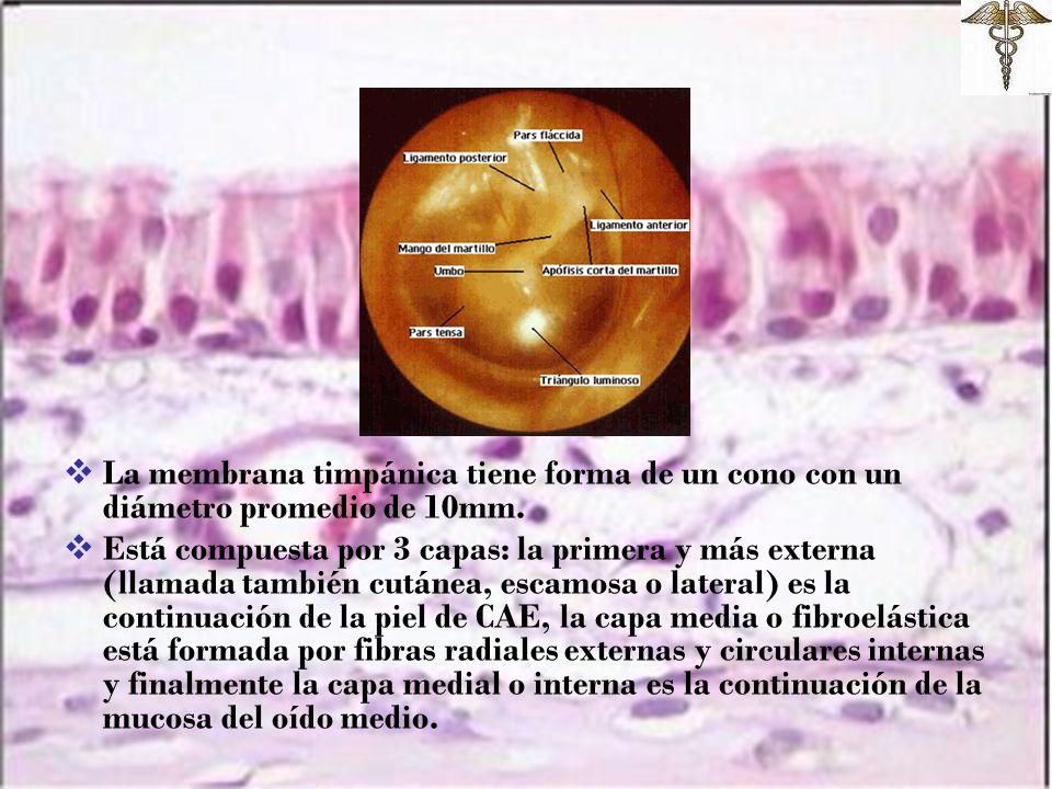 La membrana timpánica tiene forma de un cono con un diámetro promedio de 10mm.