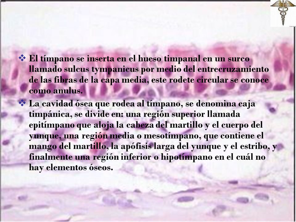 El tímpano se inserta en el hueso timpanal en un surco llamado sulcus tympanicus por medio del entrecruzamiento de las fibras de la capa media, este rodete circular se conoce como anulus.