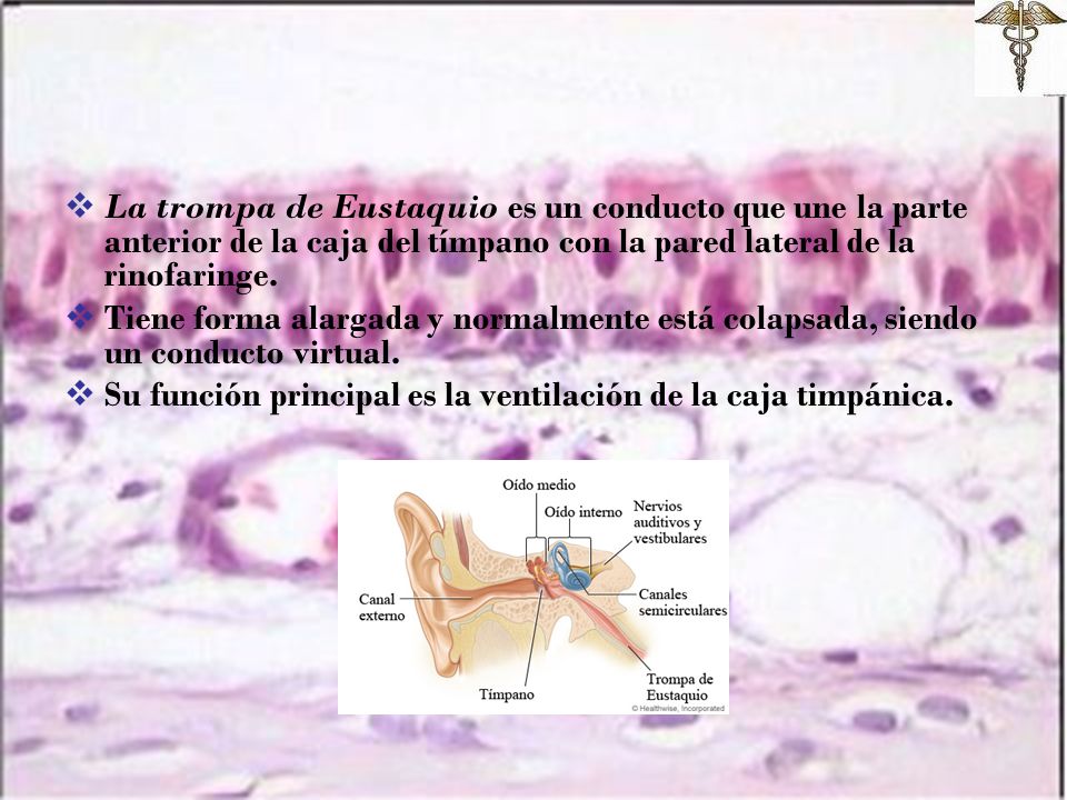 La trompa de Eustaquio es un conducto que une la parte anterior de la caja del tímpano con la pared lateral de la rinofaringe.