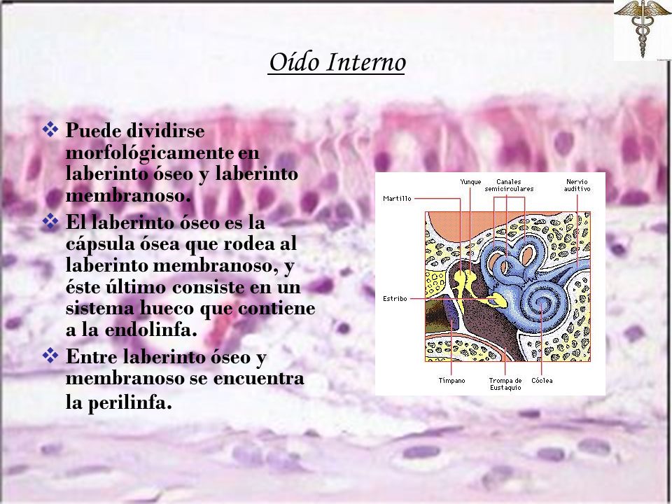 Oído Interno Puede dividirse morfológicamente en laberinto óseo y laberinto membranoso.