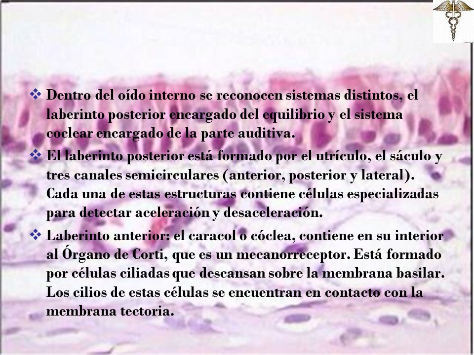Dentro del oído interno se reconocen sistemas distintos, el laberinto posterior encargado del equilibrio y el sistema coclear encargado de la parte auditiva.