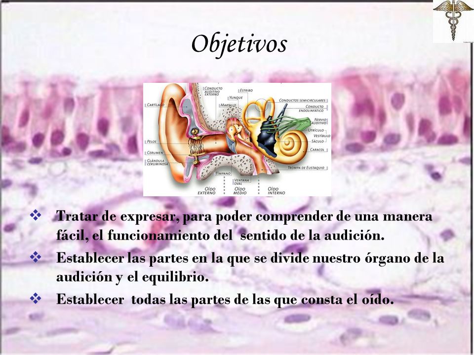 Objetivos Tratar de expresar, para poder comprender de una manera fácil, el funcionamiento del sentido de la audición.