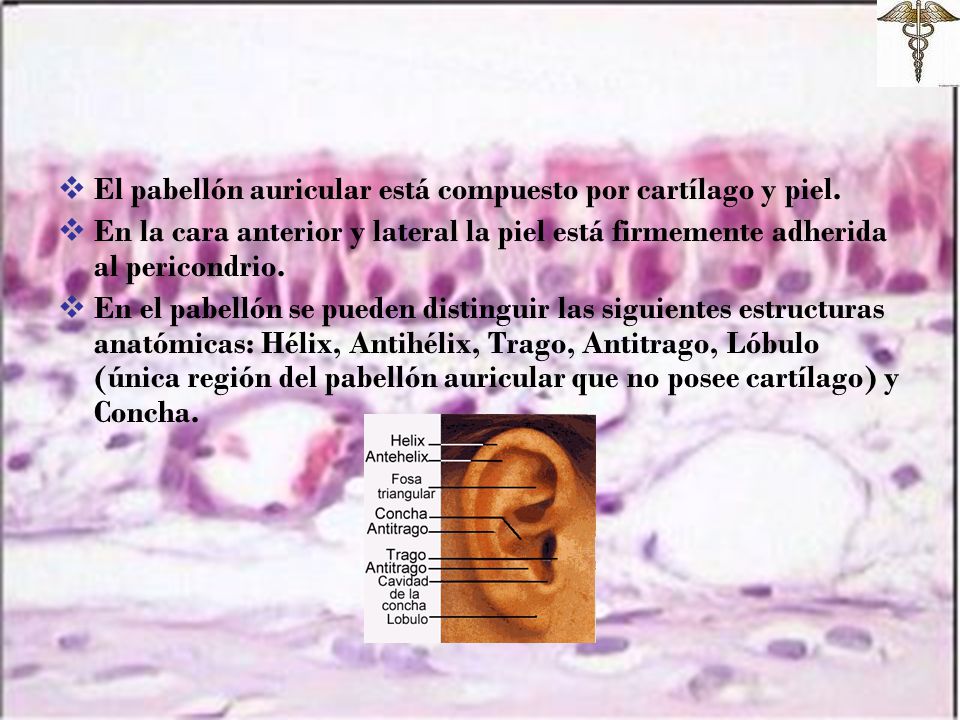 El pabellón auricular está compuesto por cartílago y piel.