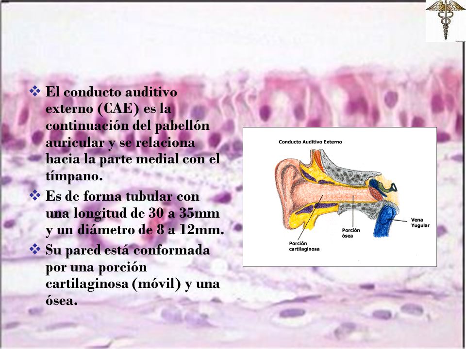 El conducto auditivo externo (CAE) es la continuación del pabellón auricular y se relaciona hacia la parte medial con el tímpano.