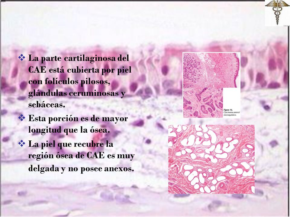 La parte cartilaginosa del CAE está cubierta por piel con folículos pilosos, glándulas ceruminosas y sebáceas.