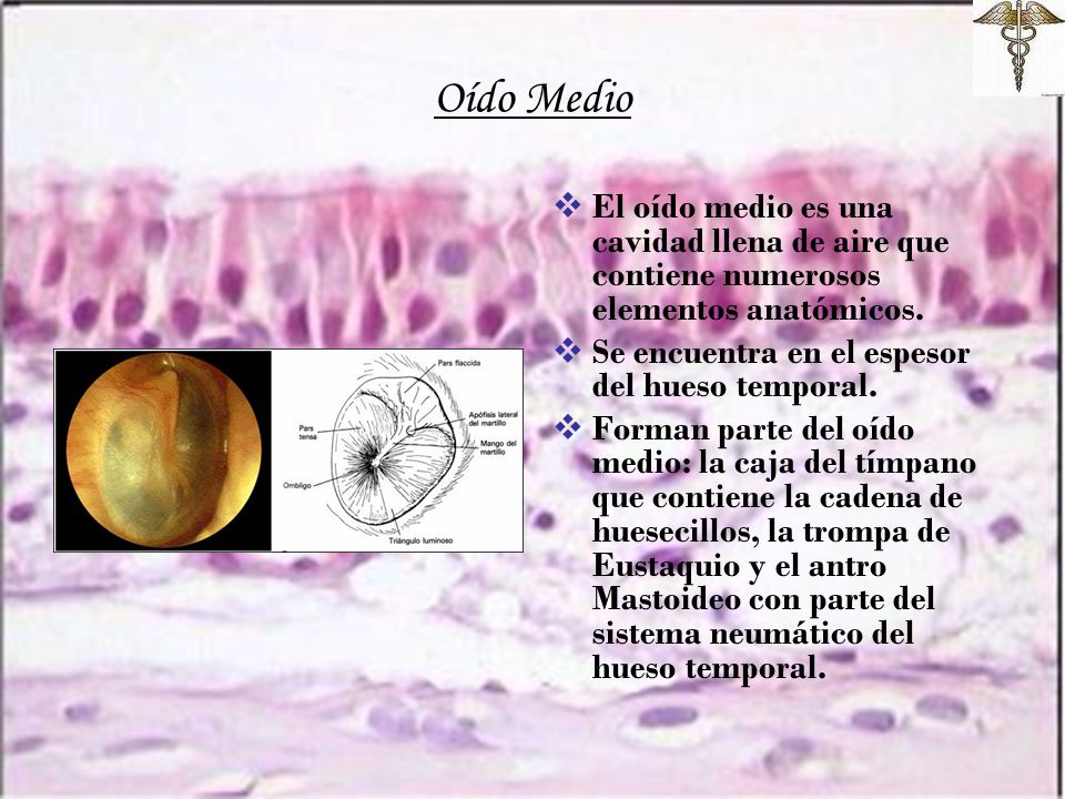 Oído Medio El oído medio es una cavidad llena de aire que contiene numerosos elementos anatómicos. Se encuentra en el espesor del hueso temporal.