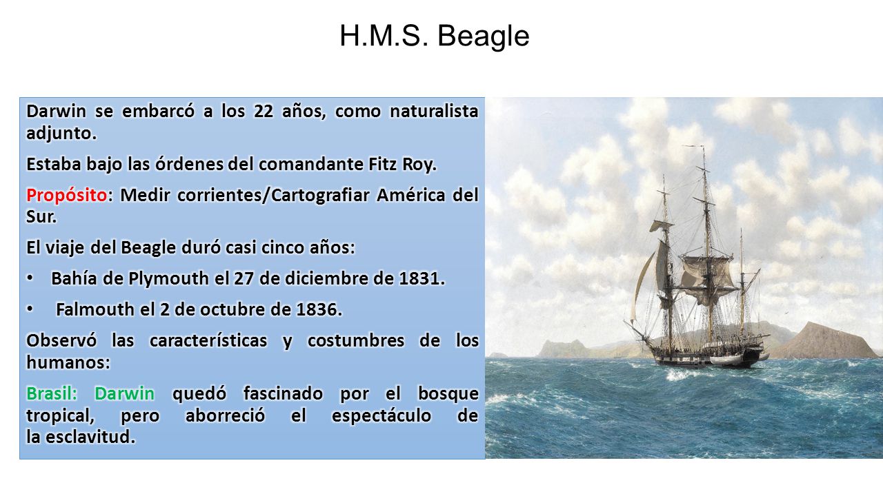H.M.S. Beagle Darwin se embarcó a los 22 años, como naturalista adjunto. Estaba bajo las órdenes del comandante Fitz Roy.