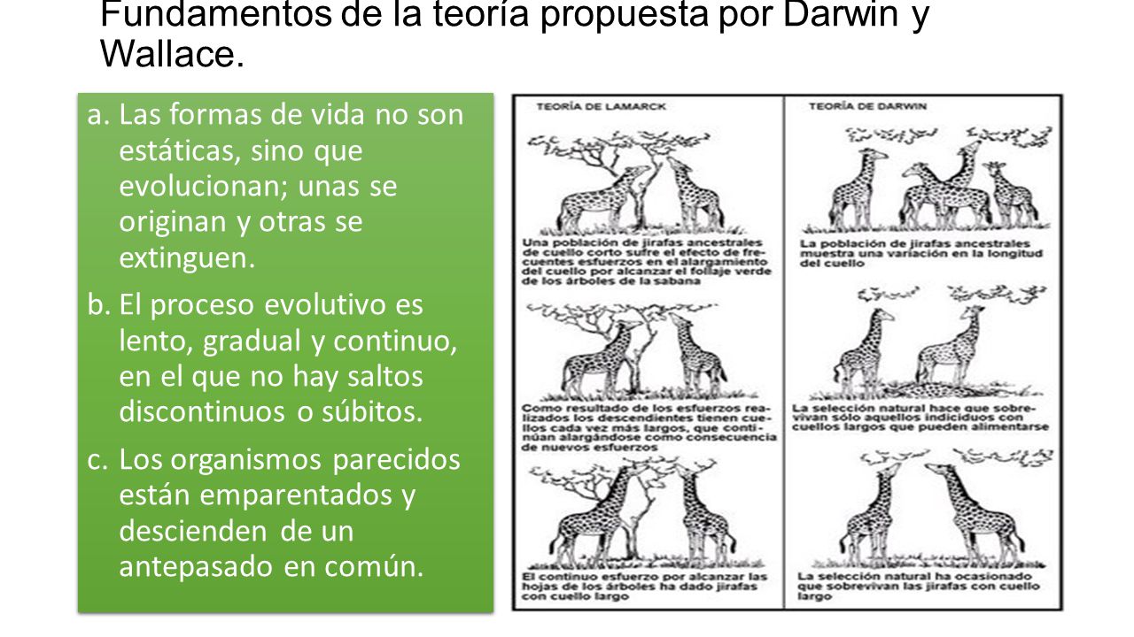 Fundamentos de la teoría propuesta por Darwin y Wallace.