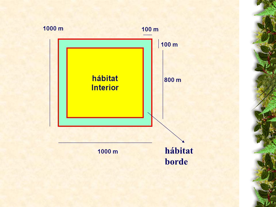 1000 m 100 m 100 m hábitat Interior 800 m hábitat borde 1000 m