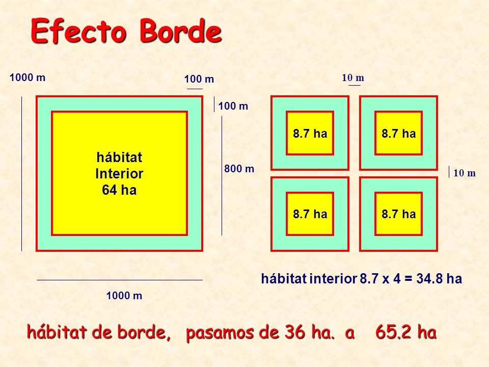 Efecto Borde hábitat de borde, pasamos de 36 ha. a 65.2 ha hábitat
