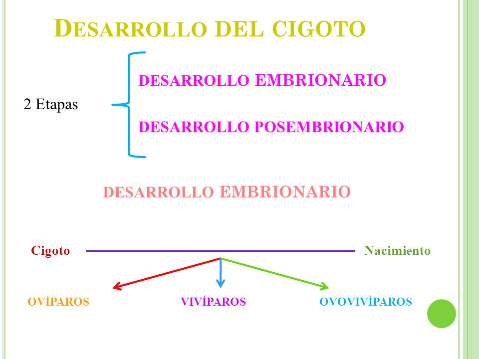Desarrollo del cigoto DESARROLLO EMBRIONARIO 2 Etapas DESARROLLO POSEMBRIONARIO DESARROLLO EMBRIONARIO.
