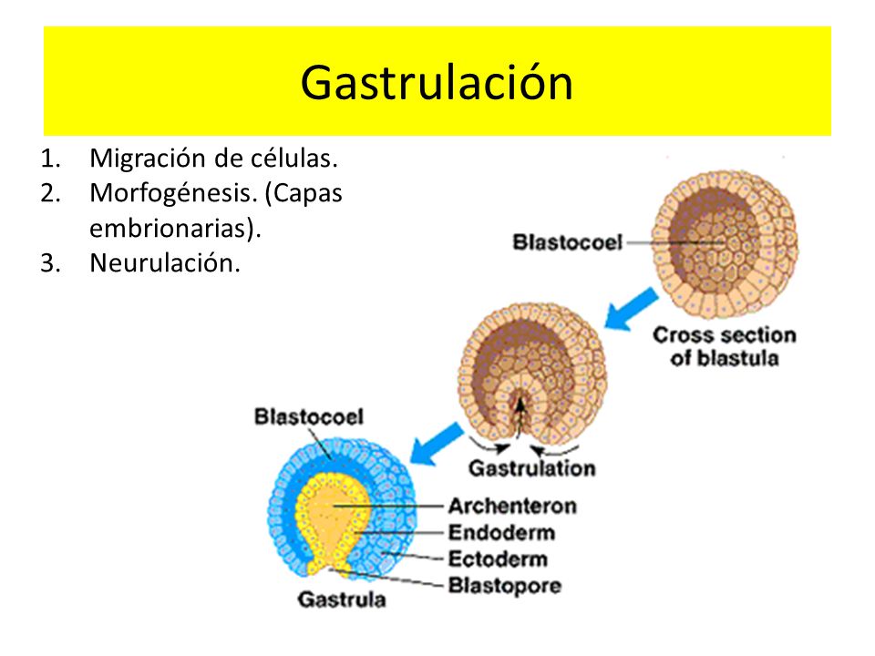 Gastrulación Migración de células. Morfogénesis. (Capas embrionarias).