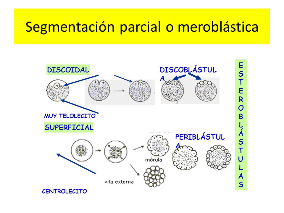 Segmentación parcial o meroblástica