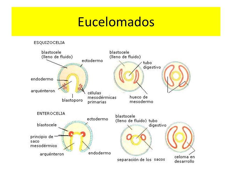 Eucelomados