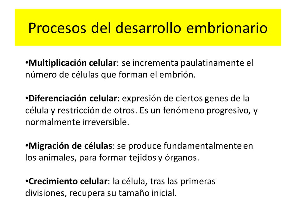 Procesos del desarrollo embrionario