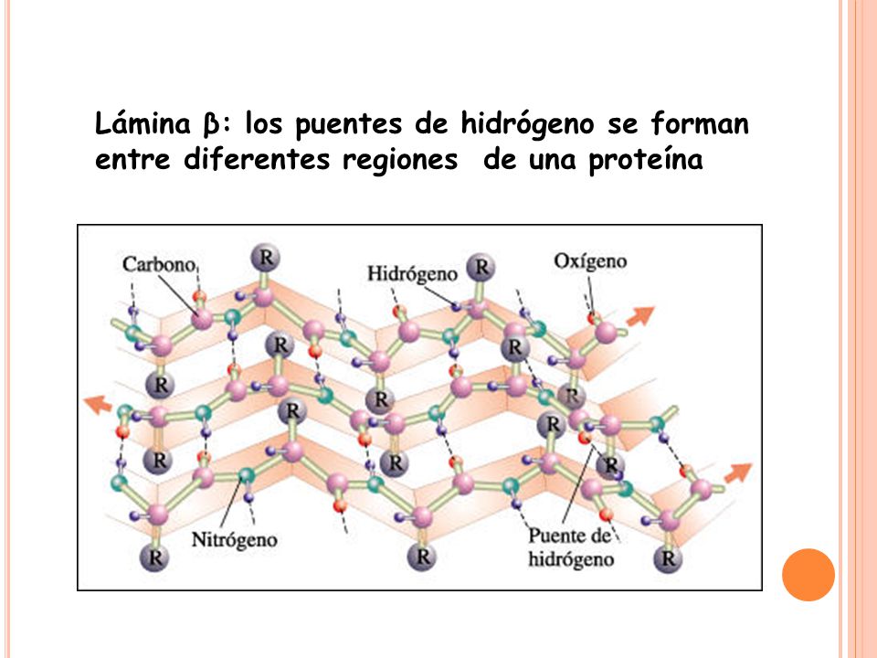 Lámina β: los puentes de hidrógeno se forman entre diferentes regiones de una proteína