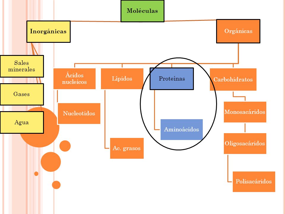 Moléculas Inorgánicas. Sales minerales. Gases. Agua. Orgánicas. Ácidos nucleicos. Nucleotidos.