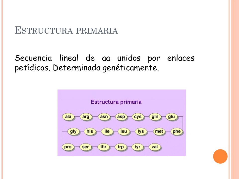 Estructura primaria Secuencia lineal de aa unidos por enlaces petídicos. Determinada genéticamente.