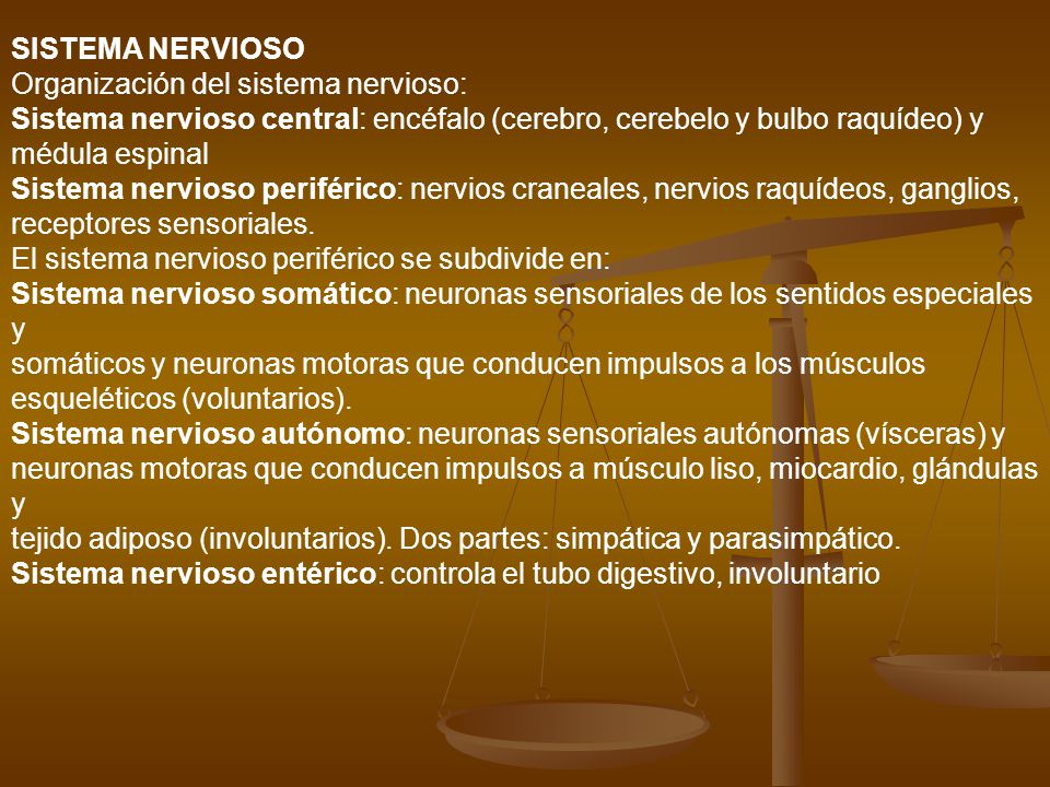 SISTEMA NERVIOSO Organización del sistema nervioso: Sistema nervioso central: encéfalo (cerebro, cerebelo y bulbo raquídeo) y.